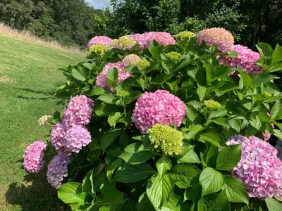 Jardin de l'établissement Gîte La Louisiane