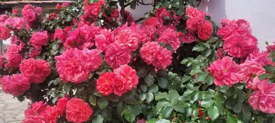 Jardin de l'établissement Le resinier