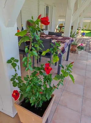 Jardin de l'établissement Louisiane