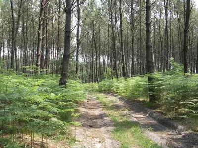 Paysage naturel près de la maison de vacances