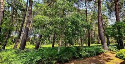 Jardin de l'établissement Villa Messangeles