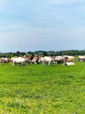 Animaux dans l'appartement ou à proximité
