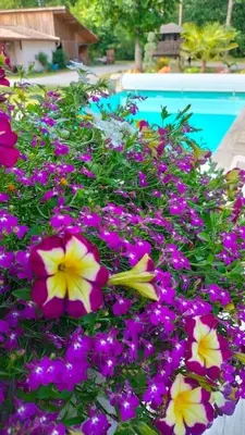 Piscine de l'établissement Villa Entre Bordeaux et Arcachon ou située à proximité