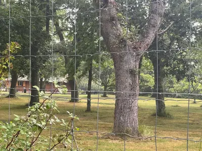 Jardin de l'établissement Location airial Landais