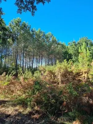 Paysage naturel près de la maison de vacances