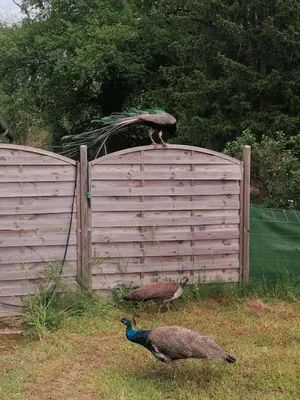 Animaux dans le B&B/chambre d'hôtes ou à proximité