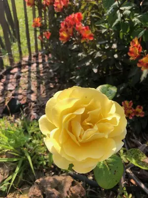 Jardin de l'établissement 