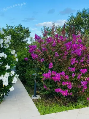 Jardin de l'établissement Villa Caplanne