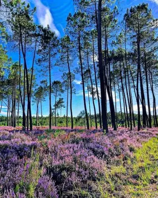 Paysage naturel près de la maison de vacances