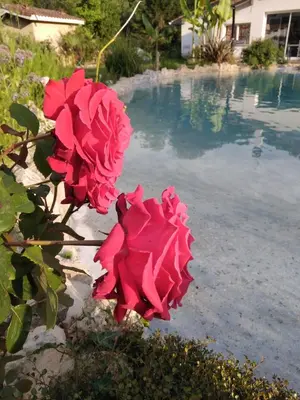 Jardin de l'établissement Villas Paradis