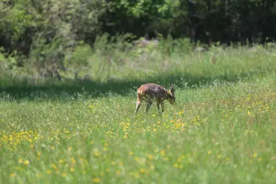 Animaux dans la maison de vacances ou à proximité