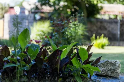Jardin de l'établissement Elite