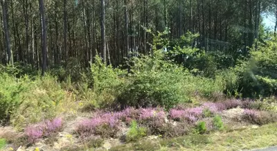 Jardin de l'établissement villa chêne liège