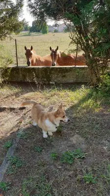 Animaux dans l'appartement ou à proximité