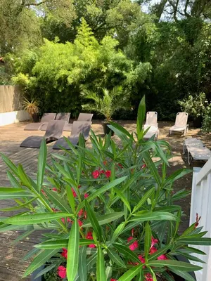 Jardin de l'établissement Paloma