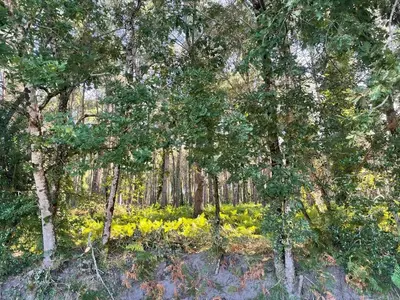 Jardin de l'établissement Maison bois Lesbats