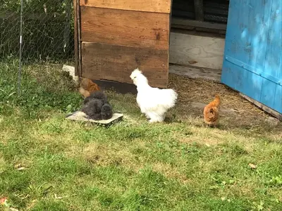 Animaux dans le camping ou à proximité