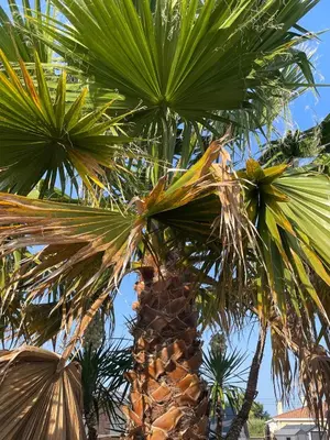 Jardin de l'établissement Location charmante Bassin d'Arcachon La Teste de Buch , Gironde , France