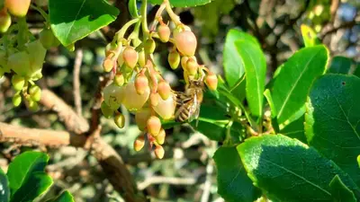 Jardin de l'établissement Gite de lescurade