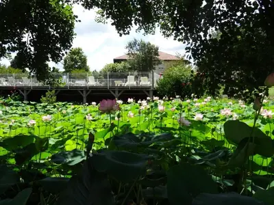 Jardin de l'établissement Gîte accueillant avec terrasse à Saint-Julien-en-Born - API-1-52-706