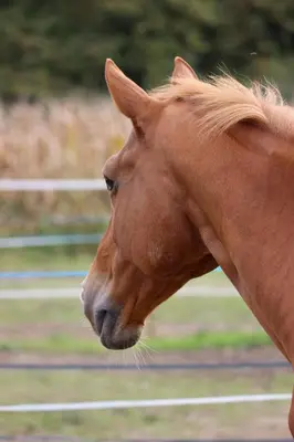 Animaux dans le B&B/chambre d'hôtes ou à proximité