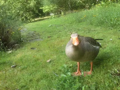 Animaux dans le chalet ou à proximité