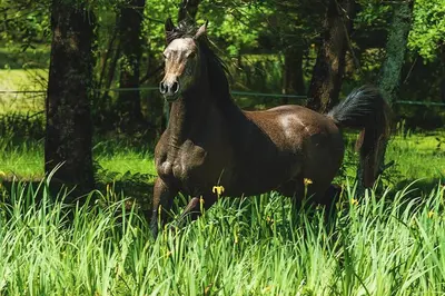 Animaux dans le B&B/chambre d'hôtes ou à proximité