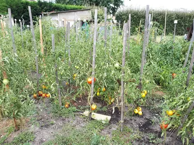 Jardin de l'établissement Les chambres d'hôtes de Pascale