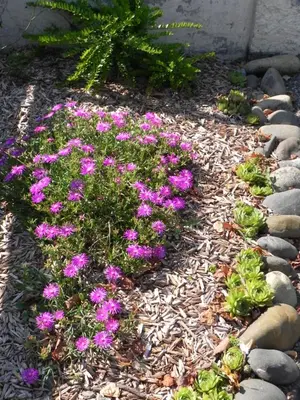 Jardin de l'établissement La clé de vos Rêves