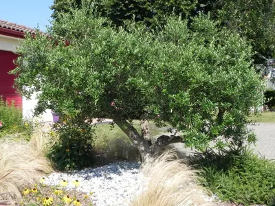 Jardin de l'établissement La clé de vos Rêves