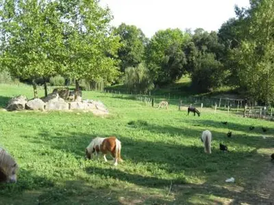 Animaux dans le camping ou à proximité