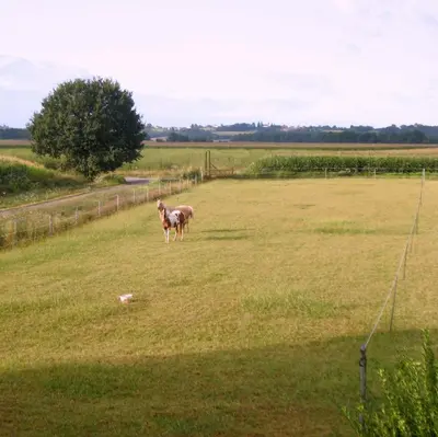 Animaux dans le B&B/chambre d'hôtes ou à proximité