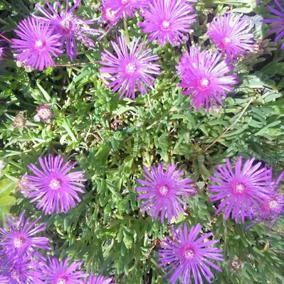 Jardin de l'établissement Ranch Bignaou