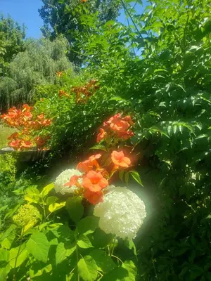 Jardin de l'établissement Au ' Bord des Landes '