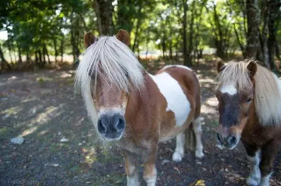 Animaux dans le village vacances ou à proximité