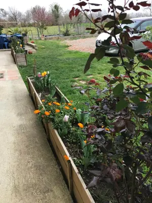 Jardin de l'établissement Chambres chez l'habitant Bambou et Musique cuisine et sdb partagées