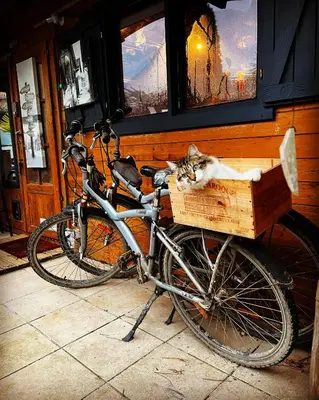Vélo sur le terrain de l'établissement La cabane de Carol au coeur du bassin d'Arcachon ou dans les environs