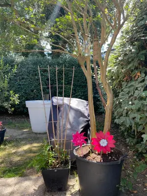 Jardin de l'établissement Le Lolipop