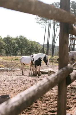 Animaux dans le camping ou à proximité