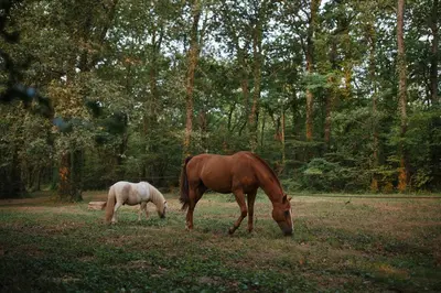 Animaux dans la maison d'hôtes ou à proximité