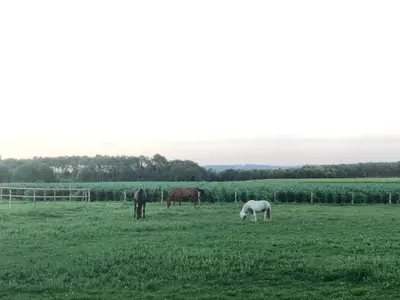 Animaux dans la maison d'hôtes ou à proximité