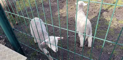 Animaux dans le B&B/chambre d'hôtes ou à proximité