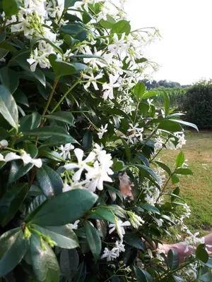 Jardin de l'établissement STUDIO L'HORIZON