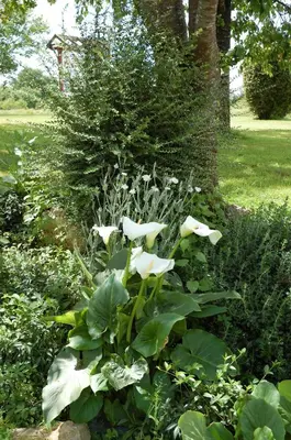 Jardin de l'établissement STUDIO L'HORIZON