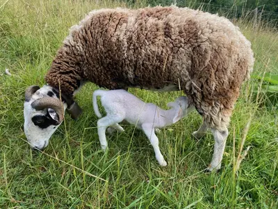Animaux dans la maison d'hôtes ou à proximité