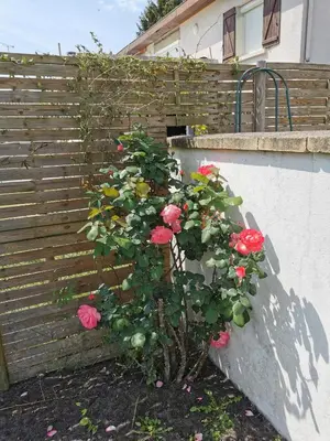 Jardin de l'établissement Appartement 5 personnes avec piscine 60m2